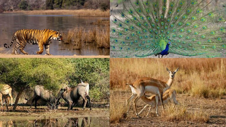 What Animals Live in Bhangarh Fort? Wildlife Inside and Around the Ruins